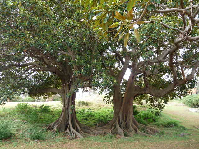 Berries of the Moreton Bay Fig tree are eaten by Koories